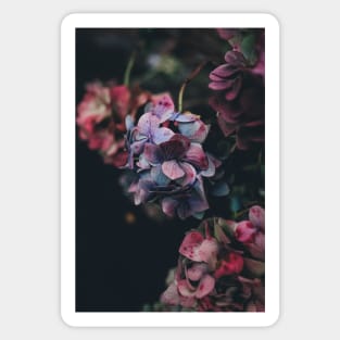 Red And Blue Hydrangea Flowers - Nature Inspired Sticker